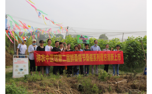 桑椹滿枝頭，采摘正當時- 神農中醫(yī)館鮮桑椹合作基地采摘紀實